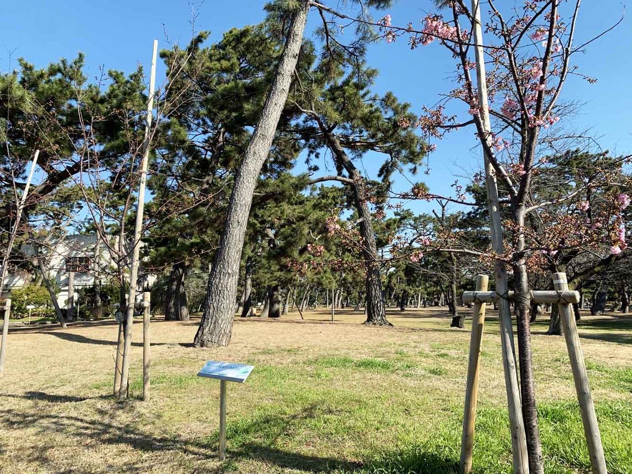 浜寺公園の桜の木