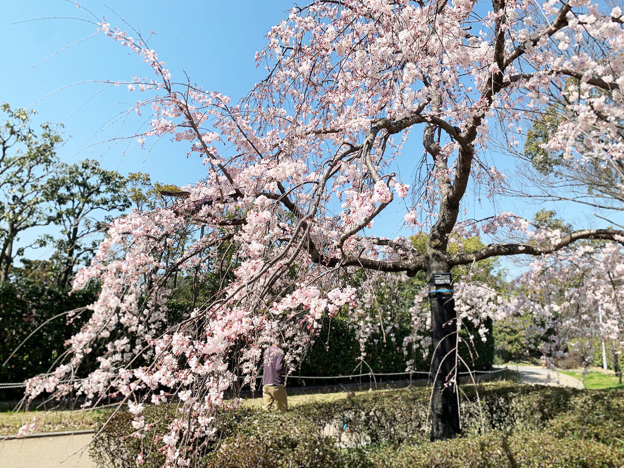 大仙公園の桜_ヒキ