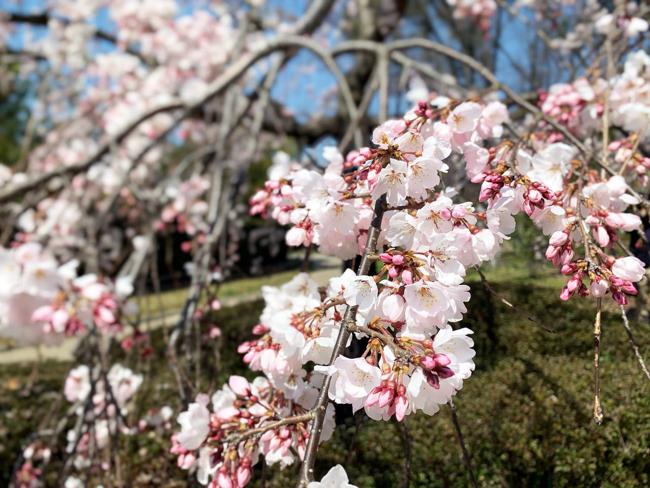 大仙公園の桜_ヨリ