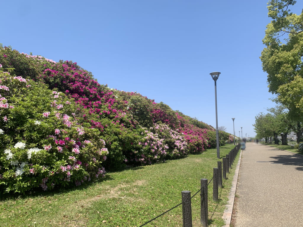 浅香山緑道_つつじ