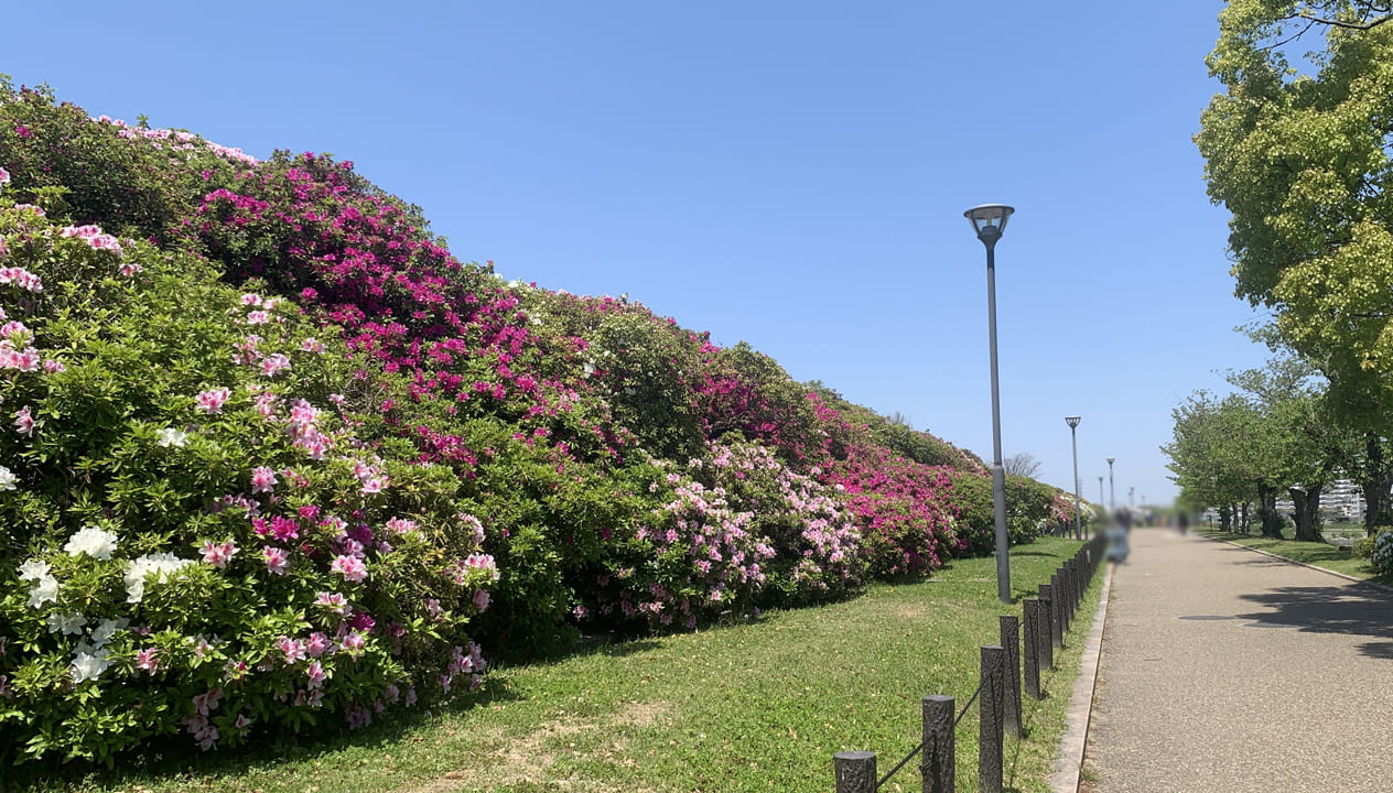 浅香山緑道_つつじ