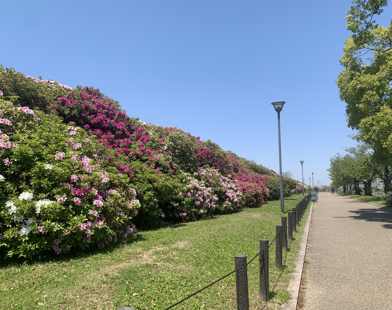 浅香山緑道_つつじ