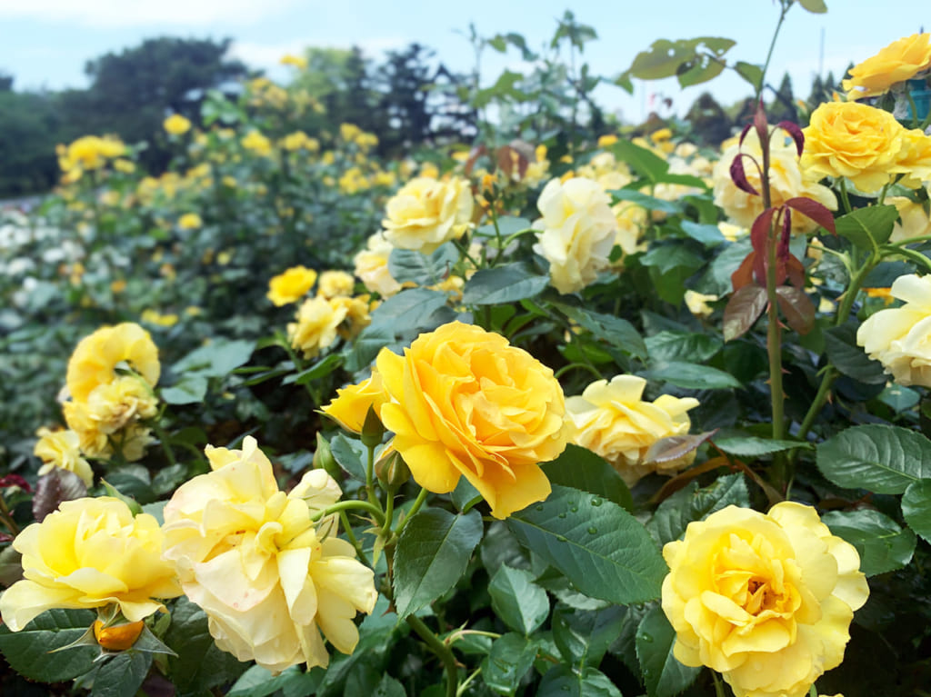 浜寺公園_バラ
