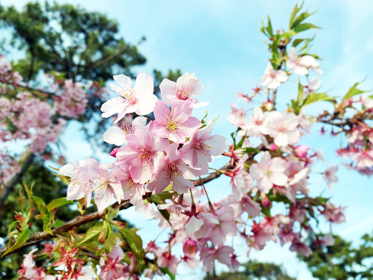 浜寺公園　桜