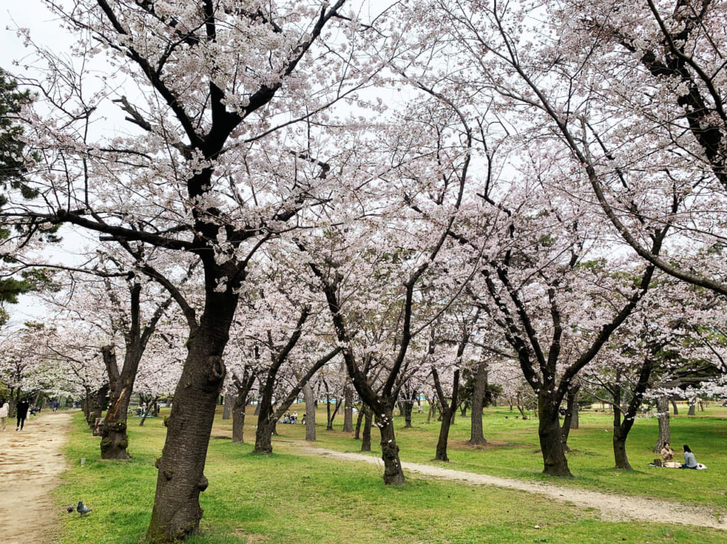 浜寺公園の桜
