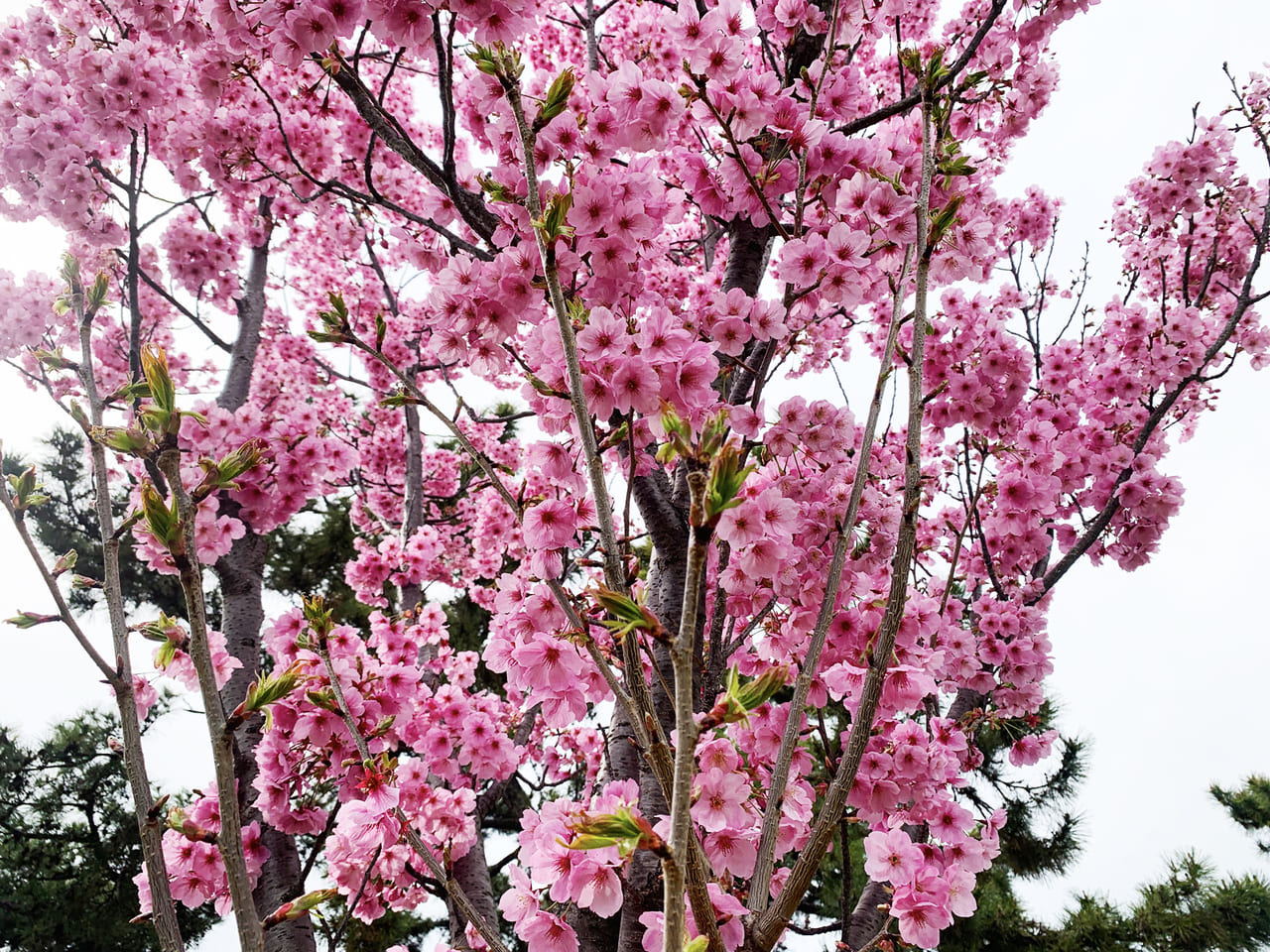浜寺公園の桜
